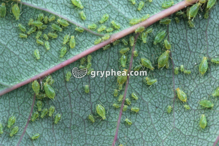 Pucerons du rosier - gryphea.com